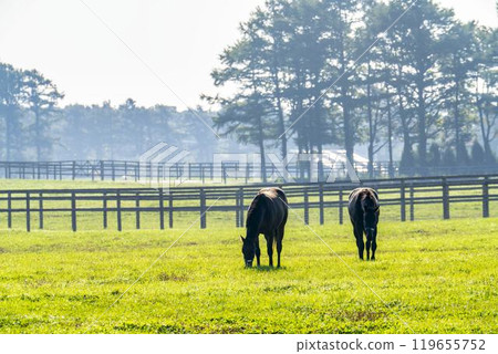 Thoroughbred breeding farm, racehorses, two friendly horses, Hokkaido 119655752