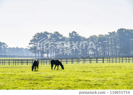 Thoroughbred breeding farm, racehorses, two friendly horses, Hokkaido Thoroughbred breeding farm, racehorses, two friendly horses, Hokkaido 119655754