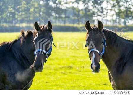 Thoroughbred breeding farm, racehorses, two friendly horses, Hokkaido 119655758