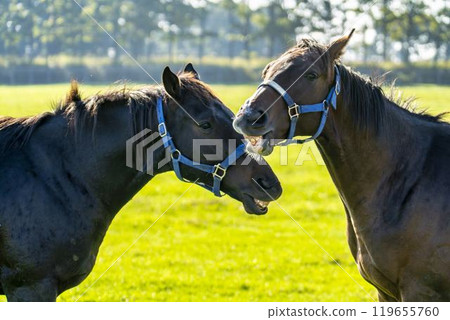 純種馬農場，賽馬，兩個好朋友，北海道 119655760