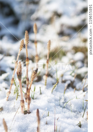 早春的馬尾在雪地裡活潑 早春的馬尾在雪地裡活潑 119655891