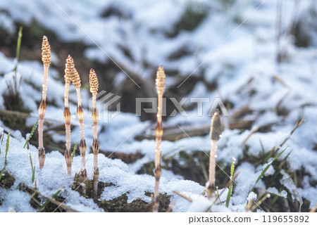 早春的馬尾在雪地裡活潑 早春的馬尾在雪地裡活潑 119655892