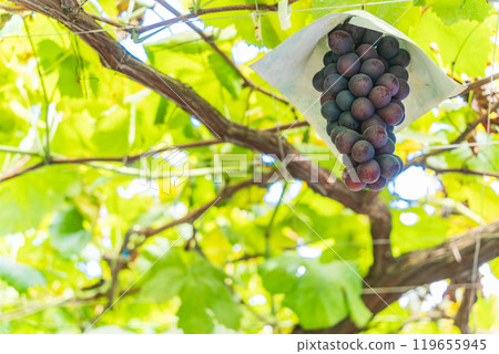[Yamanashi Prefecture] Harvest is almost here: Black grapes from the vineyard 119655945