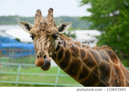 Giraffe licking its nose with its tongue 119655965