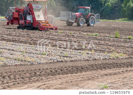 [Furano City: Onion harvest and tractor] 119655979