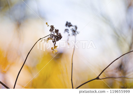 Withered weeds 119655999