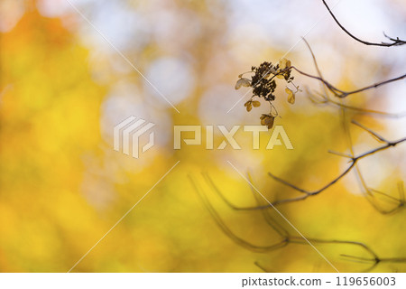 Withered weeds 119656003