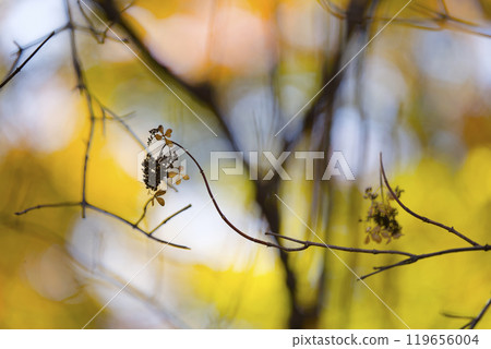 Withered weeds 119656004