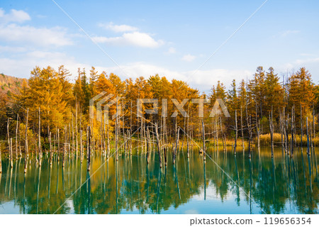 [北海道/美瑛]秋天的白金青池 119656354