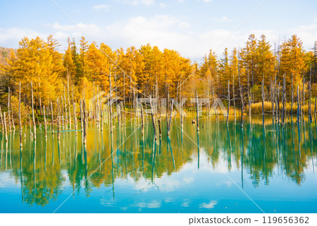 [Biei, Hokkaido] Shirokane Blue Pond in Autumn 119656362