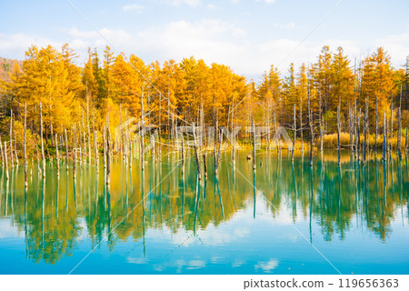 [Biei, Hokkaido] Shirokane Blue Pond in Autumn 119656363