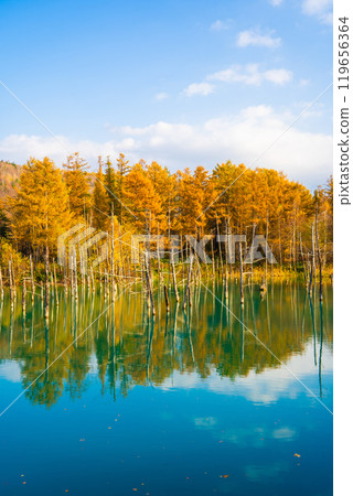 [Biei, Hokkaido] Shirokane Blue Pond in Autumn 119656364