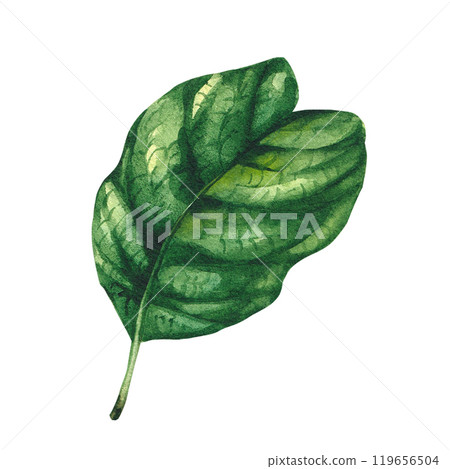 Kiwi hand painted in watercolor for designer packaging 119656504