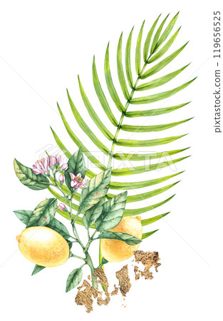 Floral collection hand drawn watercolor illustrations Floral collection hand drawn watercolor illustrations 119656525