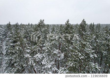 Pine and fir trees forest covered in snow. Aerial landscape from drone view. Christmas is coming. Cold frosty winter season nature background. View from above 119656609