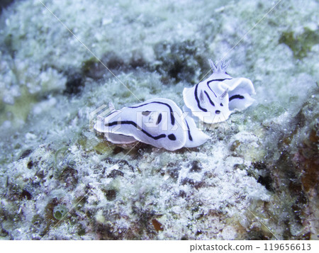 Misole Umizushi 119656613