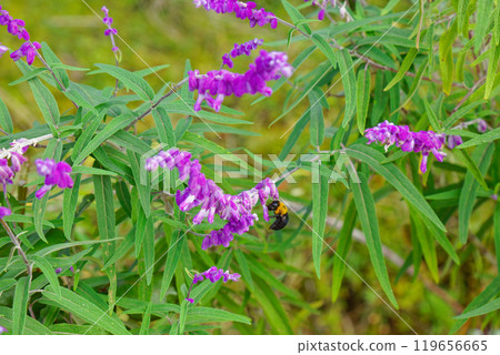 Purple amethyst sage and honeybees at Urban Agricultural Park Purple amethyst sage and honeybees at Urban Agricultural Park 119656665