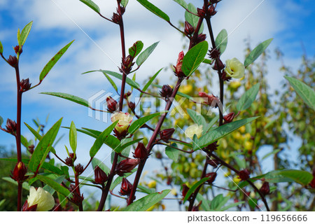 Pale cream-colored flowers, hibiscus roselle and fruit, urban agricultural park 119656666