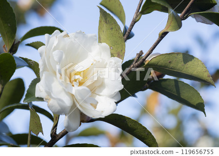 Camellia flower 119656755