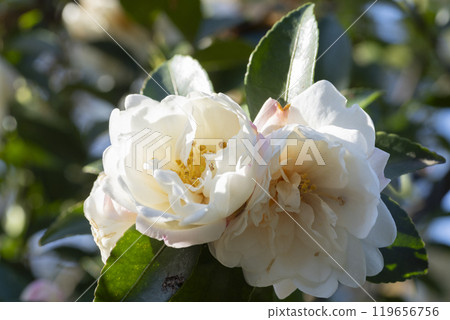 山茶花 119656756