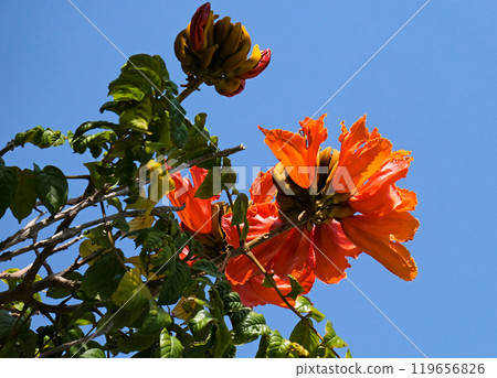 Blooming African tuliptree (lat.- Spathodea campanulata) on the campus of The Weizmann Institute of Science Blooming African tuliptree (lat.- Spathodea campanulata) on the campus of The Weizmann Institute of Science 119656826