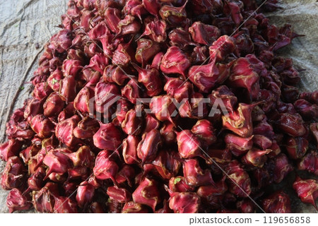 Water Chestnut Trapa natans fruit on shop 119656858