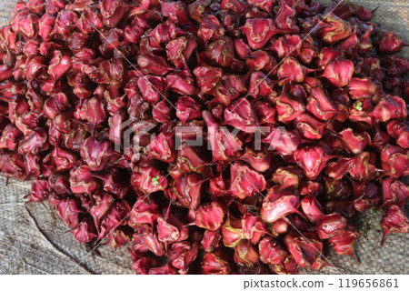 Water Chestnut Trapa natans fruit on shop 119656861
