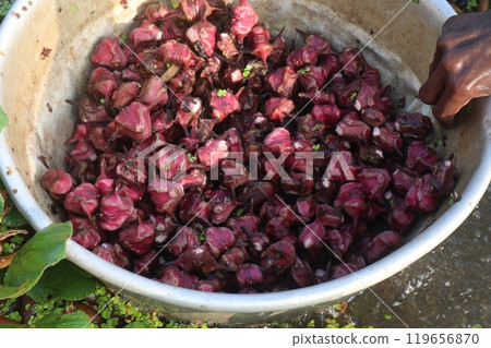 Water Chestnut Trapa natans fruit on shop 119656870