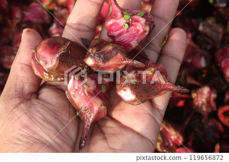 Water Chestnut Trapa natans fruit on shop Water Chestnut Trapa natans fruit on shop 119656872