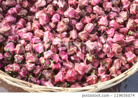 Water Chestnut Trapa natans fruit on shop 119656874