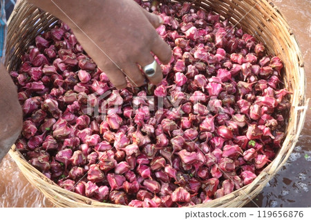 Water Chestnut Trapa natans fruit on shop Water Chestnut Trapa natans fruit on shop 119656876