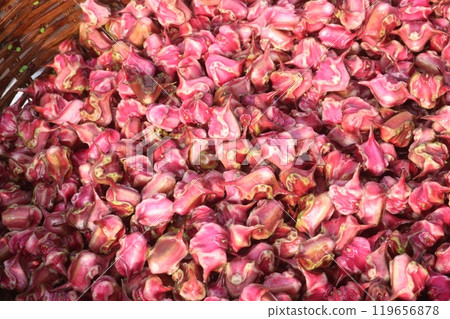 Water Chestnut Trapa natans fruit on shop 119656878