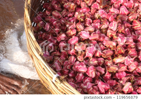 Water Chestnut Trapa natans fruit on shop 119656879