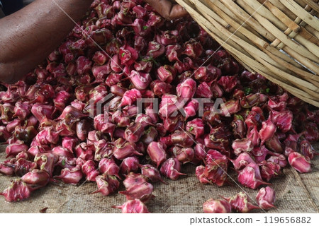 Water Chestnut Trapa natans fruit on shop 119656882