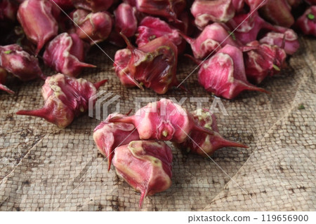 Water Chestnut Trapa natans fruit on shop 119656900