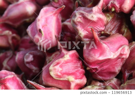 Water Chestnut Trapa natans fruit on shop 119656913