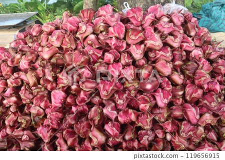 Water Chestnut Trapa natans fruit on shop Water Chestnut Trapa natans fruit on shop 119656915