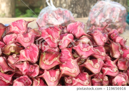 Water Chestnut Trapa natans fruit on shop 119656916