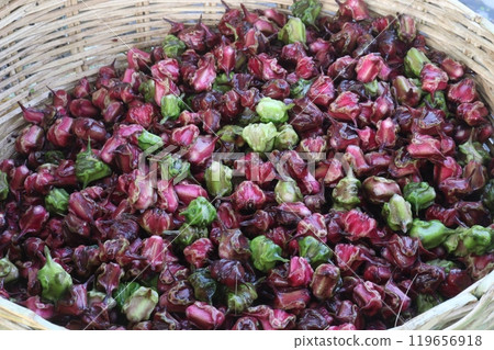 Water Chestnut Trapa natans fruit on shop 119656918