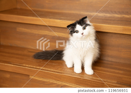 Scottish fold kitten tilting its head on the stairs Scottish fold kitten tilting its head on the stairs 119656931