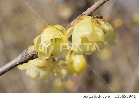 Lobai flower Lobai flower 119656941