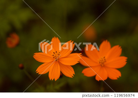 金鍊花波斯菊和深色背景的特寫 119656974