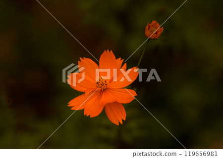 Yellow cosmos close-up and dark background 119656981