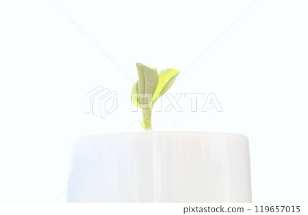 盆栽蠶豆小芽 119657015