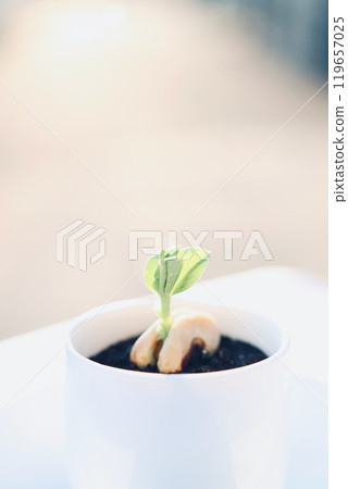Small sprouts in a pot: Broad beans 119657025