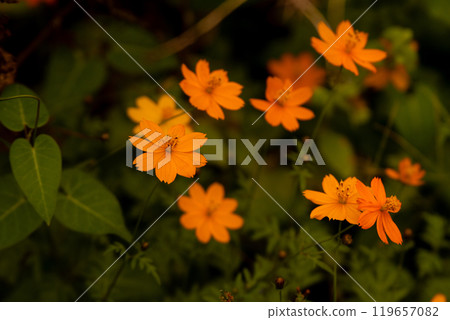  Kivanacosmos 119657082