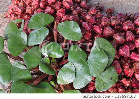 Water Chestnut tree with fruit on farm 119657168