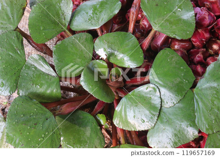 Water Chestnut tree with fruit on farm 119657169