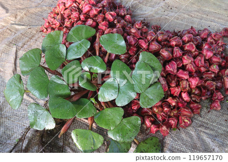 Water Chestnut tree with fruit on farm 119657170