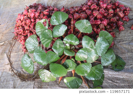 Water Chestnut tree with fruit on farm 119657171